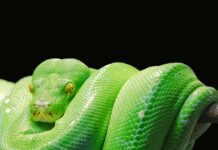 Co jest lepsze Python czy Java?
